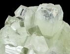 Beautiful Green Zoned Apophyllite Crystal Cluster - India #44427-2